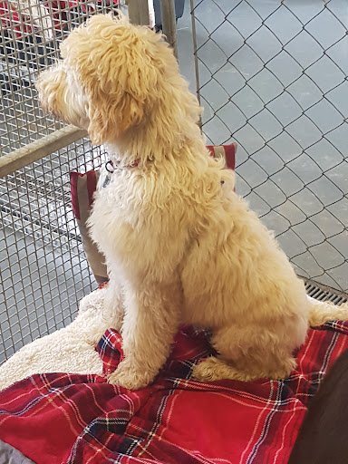 Dysert O'dea Doggy Day Care & Boarding Kennels listing image