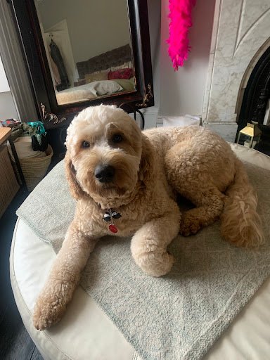 Eden Paws listing image