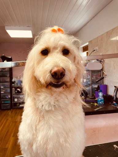 Elena's Dog Grooming listing image
