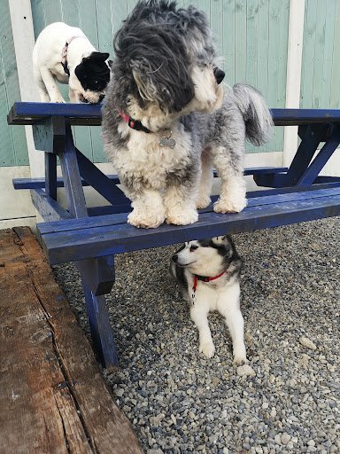 Elite Dog Services listing image