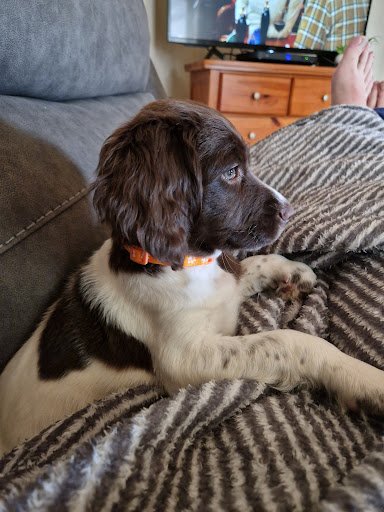 Elka Boarding Kennels & Grooming Services listing image