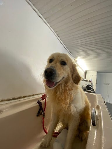 Ellas Boarding Kennels Cattery & Dog Grooming listing image