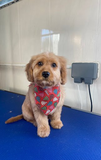 Emily's Dog Grooming (Enniscrone) listing image
