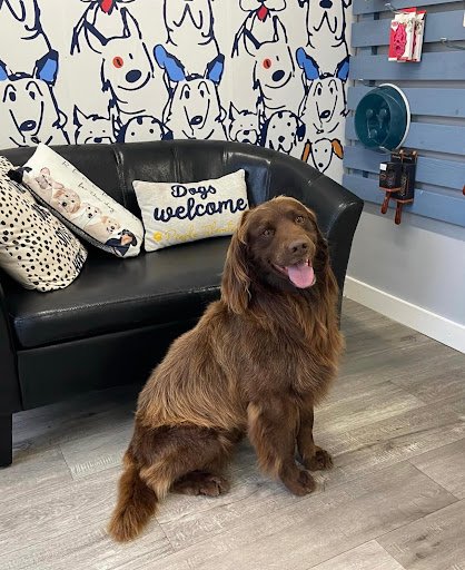 Everything Dog listing image