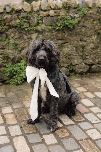 Fancy Dog listing image