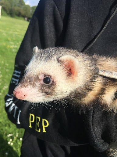 Feathers and Furries Small Pet Minder listing image