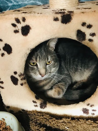 Felinefine Boutique Cattery listing image
