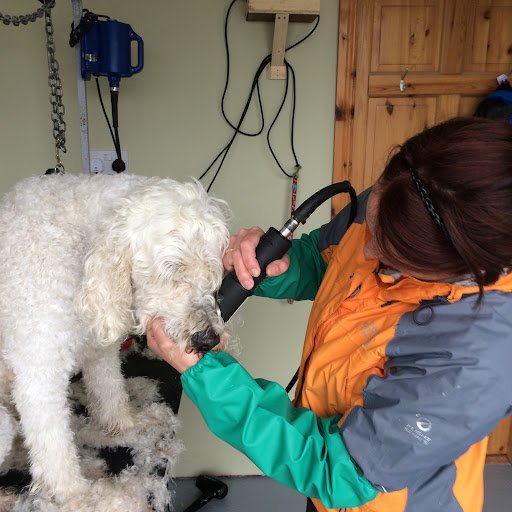 Ferns Boarding Kennels & Cattery & Dog Grooming listing image