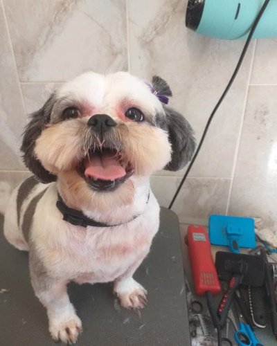 Fluffy Dog's World listing image