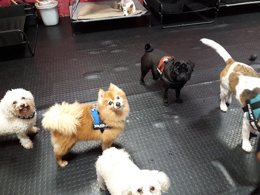 Fluffy Mutts listing image