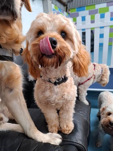 Fluffy Paws Doggie Daycare LTD listing image