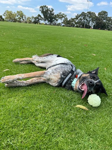 For Paws Training and Behaviour listing image