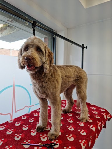 Fox Grooming listing image