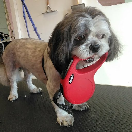 Franky's Dog Grooming Salon listing image