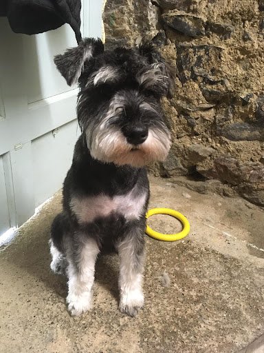 Fur-ever-friends Dog Grooming Studio listing image