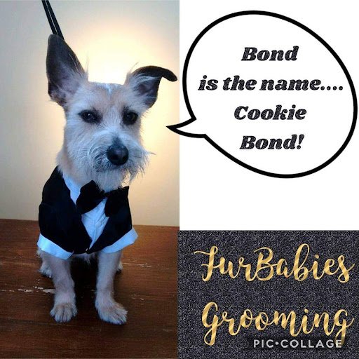 Furbabies Dog Grooming listing image