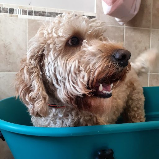 Furbabies Pet Services listing image