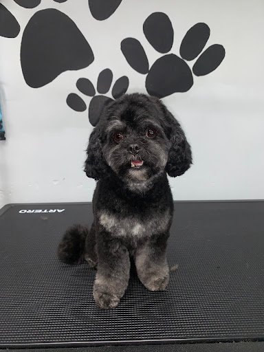 Furever Fluffy Dog Grooming listing image