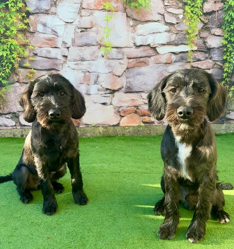 Furfect Dog Grooming listing image