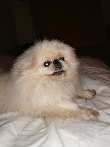 Furry Friends Animal Rescue & Sanctuary listing image