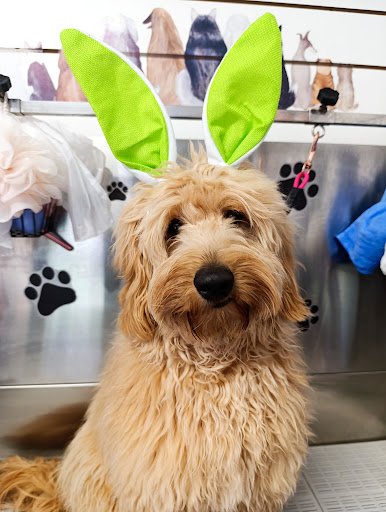 Furry Paradise Holistic Dog Grooming listing image