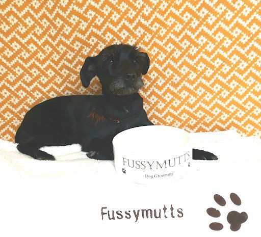 Fussymutts Dog Grooming listing image
