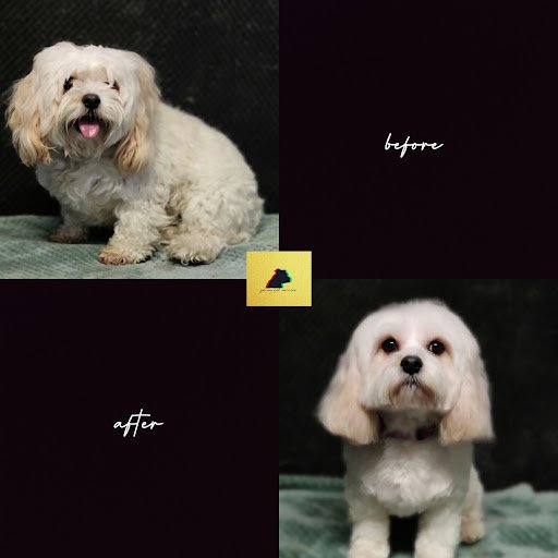 Galway Pet Services Dog Kennels and Dog Grooming listing image