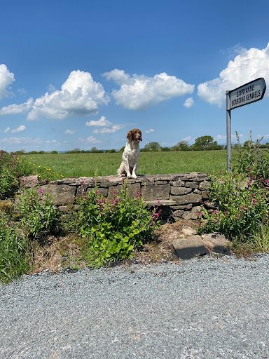 Garryanne Boarding Kennels & Cattery listing image