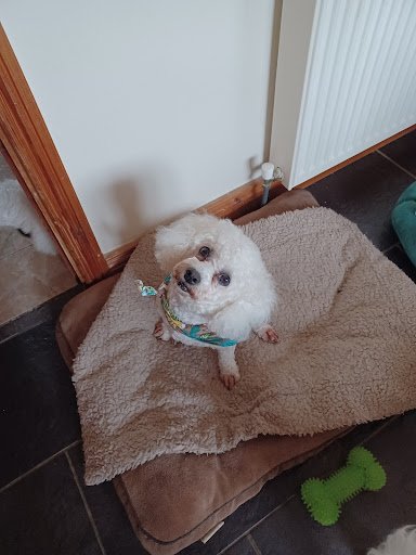 Gentle Groomers of Eden listing image