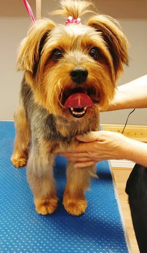Gentle Hands Dog Grooming County Roscommon listing image