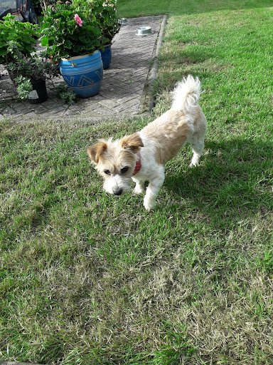 Gizmos Grooming listing image
