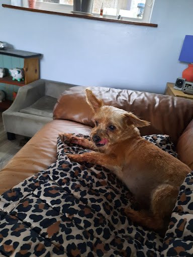 Glam Dogs Grooming listing image