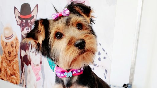 Glamdog Grooming Salon listing image