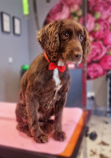 Glamorous Paws Grooming Salon listing image