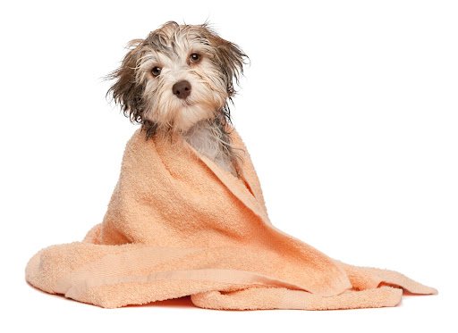 Glaslough Dog Grooming listing image