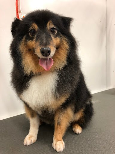 Goodness Gracious Grooming listing image