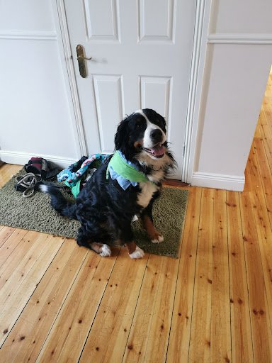 Gorey Veterinary Hospital listing image