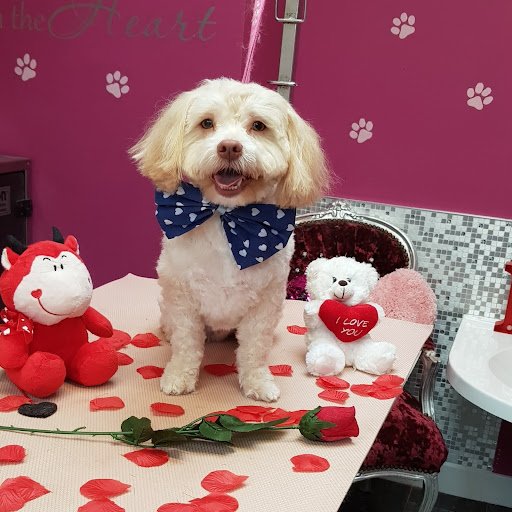 Grainne's Grooming listing image