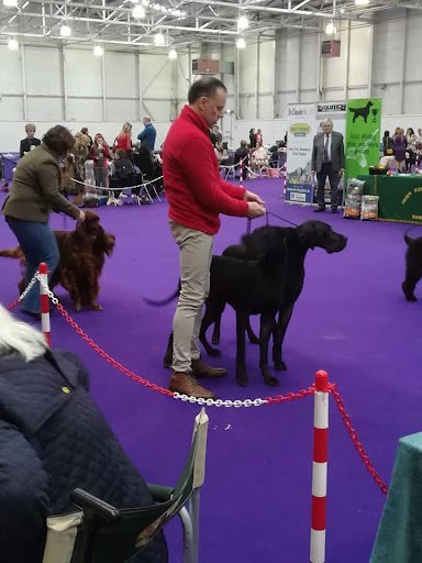 Great Dane Leevindane listing image