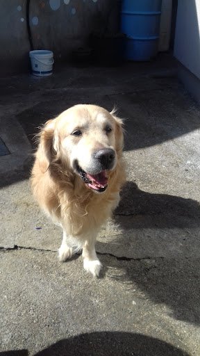 Greenview Boarding Kennels listing image