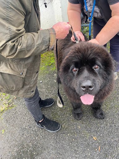 Groom With a View Dog Grooming Tubbercurry Town listing image