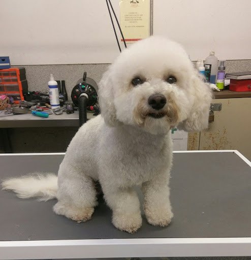Groomed listing image