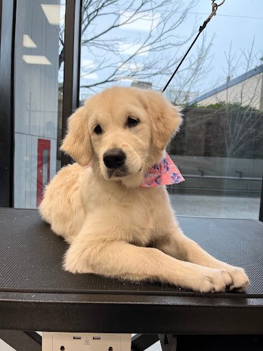 Grooming.dog listing image