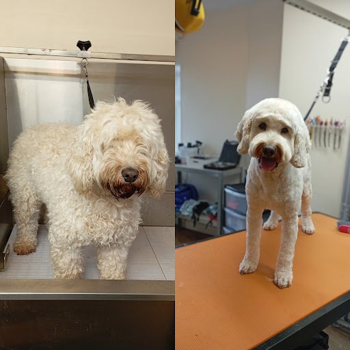 Grooming Salon Freya listing image