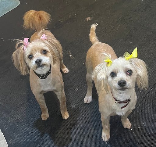 Grooming Tails INC listing image