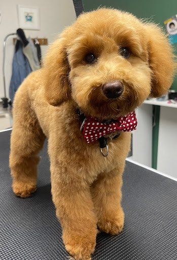 Groovy Dogs Grooming listing image