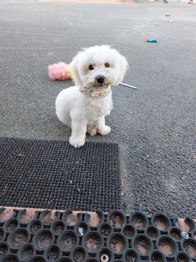 Grroom Dog SPA listing image