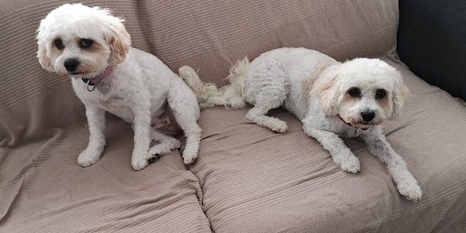 Gwens Dog Grooming Salon listing image