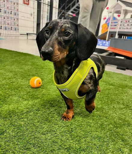 Hairy Hounds Playground & Pooch Hotel listing image