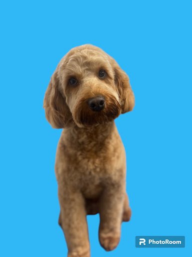 Handsome Hounds Dog Grooming - Miltown Malbay listing image